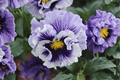 Ruffles Soft Lavender Pansy Live Plant - 4-Inch Pot | Viola × wittrockiana 'Ruffles Soft Lavender'