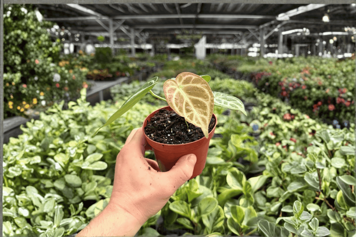 Anthurium Silver Tiger x Silver Blush Live Plants – 4-Inch Pot (2-Pack)