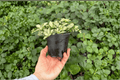 Fittonia albivenis 'Snow Anne' - 2 Live Plants in 4-Inch Pots