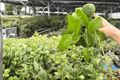 Hoya Quinquenervia - 2 Live Plants in 4-Inch Pots (Exact Plants)