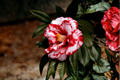 Adolphe Audusson Camellia Japonica Live Starter Plant – Well Rooted, Ships in Pot