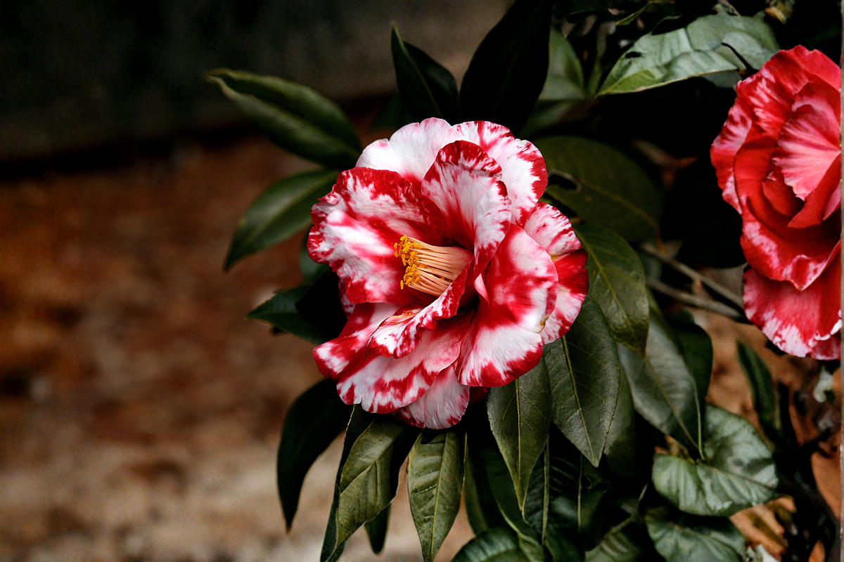Adolphe Audusson Camellia Japonica Live Starter Plant – Well Rooted, Ships in Pot