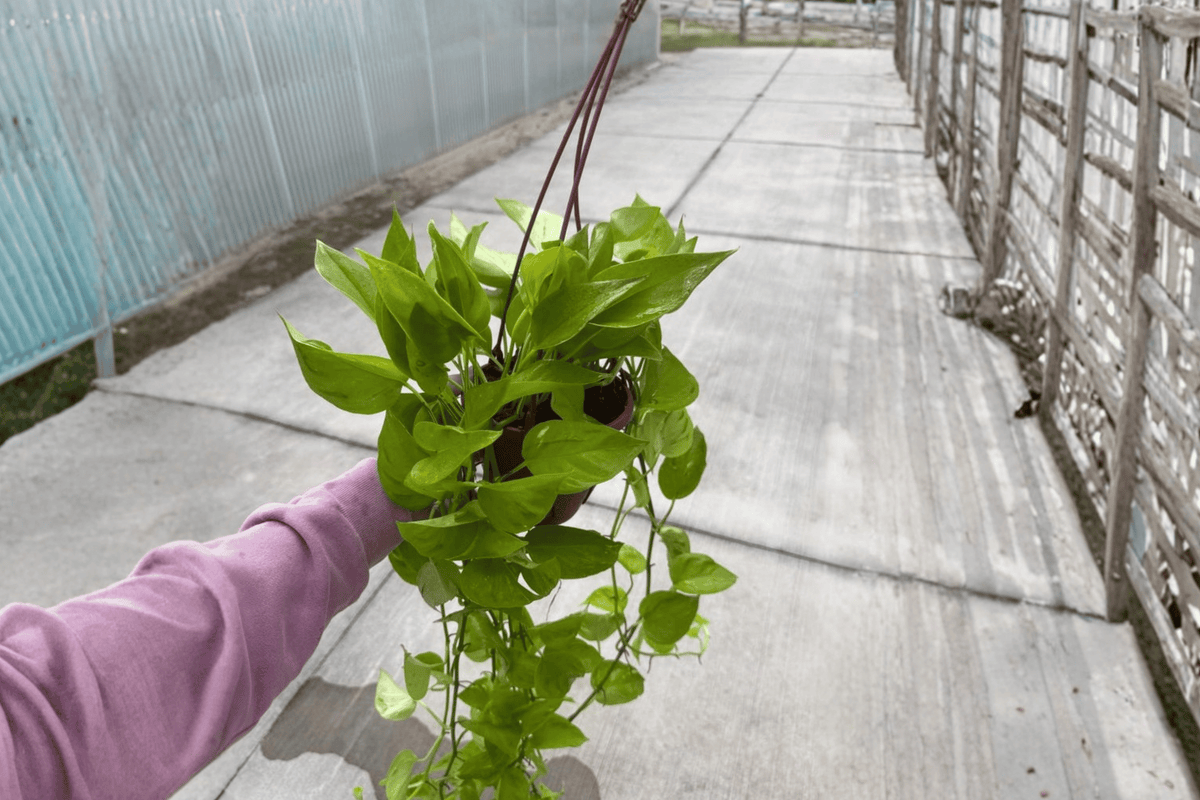 Champs Elysées Pothos 2 Live Plants in 6-Inch Hanging Baskets