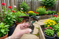 Calathea Ornata (Goeppertia ornata) Starter Plants - 2 Bare Root with Soil Pods