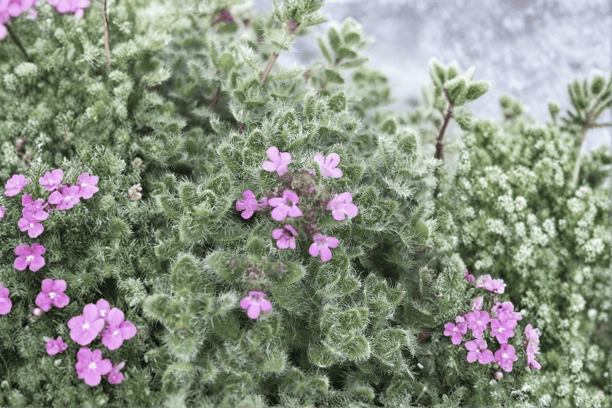 Woolly Thyme (Thymus pseudolanuginosus) Live Plant – 4-Inch Pot