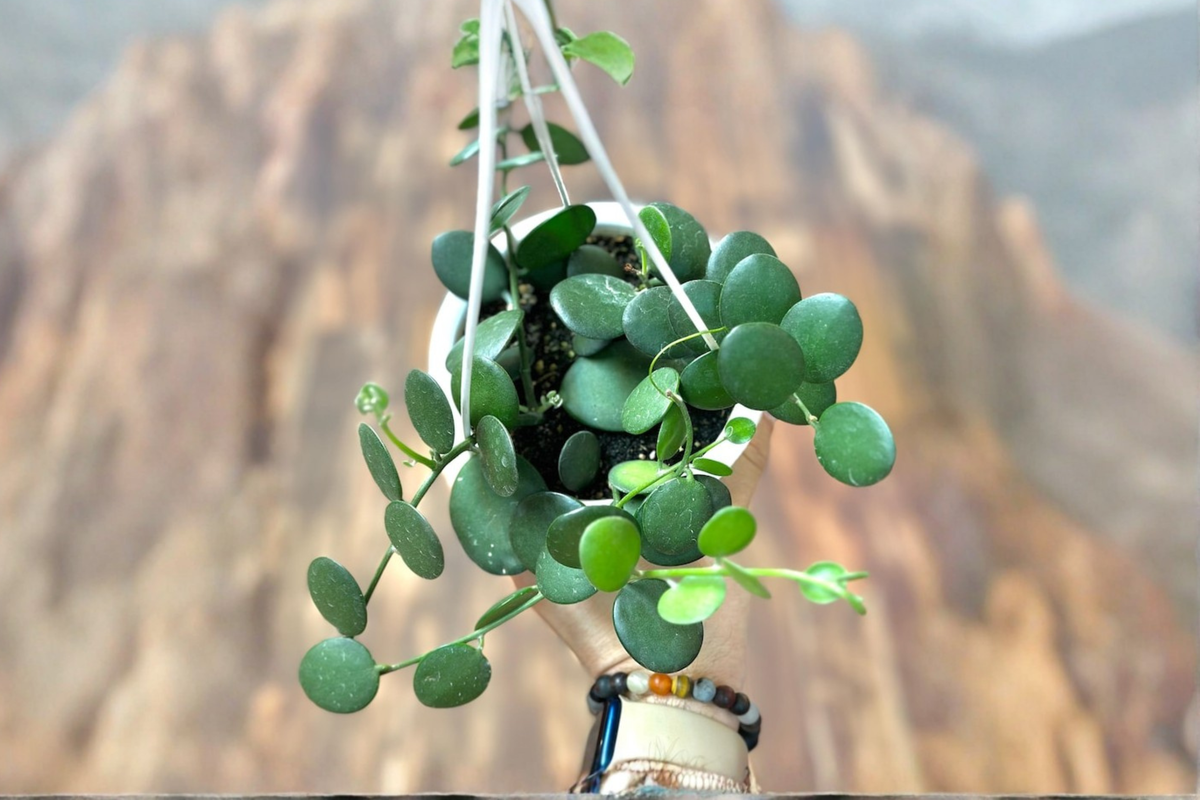 Silver Dollar Vine (Xerosicyos danguyi) - String of Nickels, Trailing Live Starter Plant