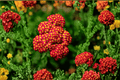 Paprika Yarrow (Achillea millefolium 'Paprika') - 1 Live Plant in 4-Inch Pot