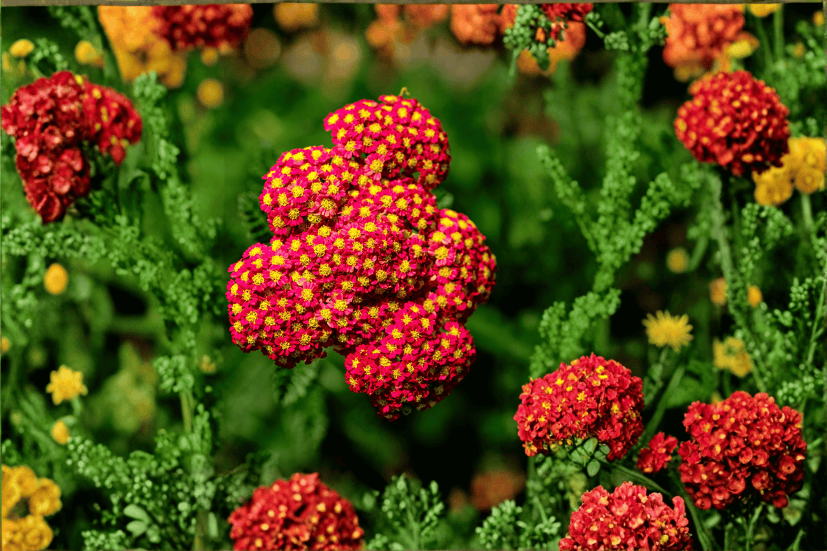 Paprika Yarrow (Achillea millefolium 'Paprika') - 1 Live Plant in 4-Inch Pot