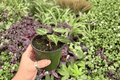 Anthurium Silver Hope x Hoffmanii - 2 Live 4-Inch Pots (Potted) - Indoor Tropical Foliage Hybrid