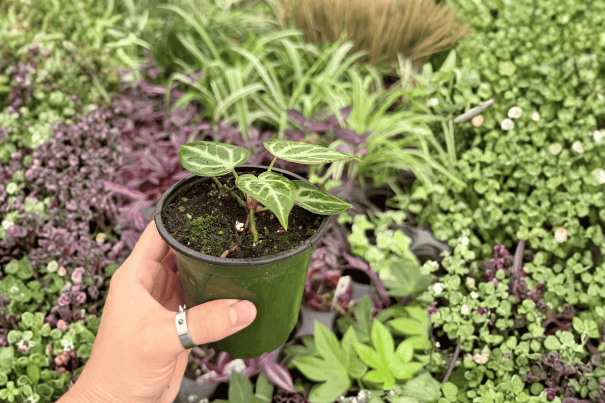 Anthurium Silver Hope x Hoffmanii - 2 Live 4-Inch Pots (Potted) - Indoor Tropical Foliage Hybrid