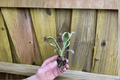 Hosta Patriot Starter Plants (2) Bare Root - Patented Variegated Foliage