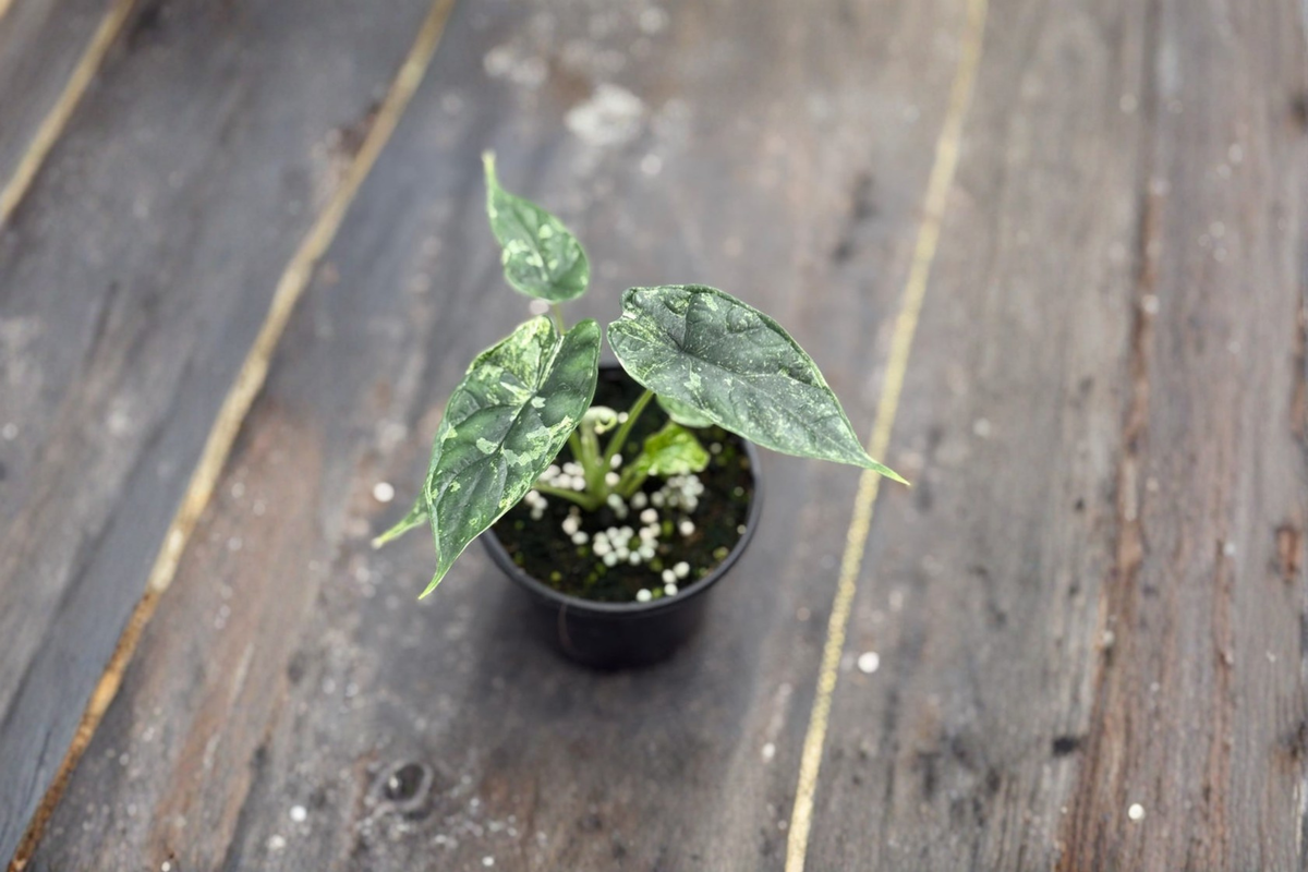 Alocasia Dragon Scale Mint Variegated - 4" Pot Live Plant