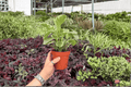 Variegated Peperomia Obtusifolia 2 Live Plants, 4-Inch Pots | Peperomia obtusifolia 'Variegata'