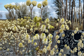 Dwarf Fothergilla Mount Airy Live Plant 1 Gallon Pot