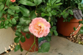 Peach Drift Rose 5 Gal Groundcover Live Plant