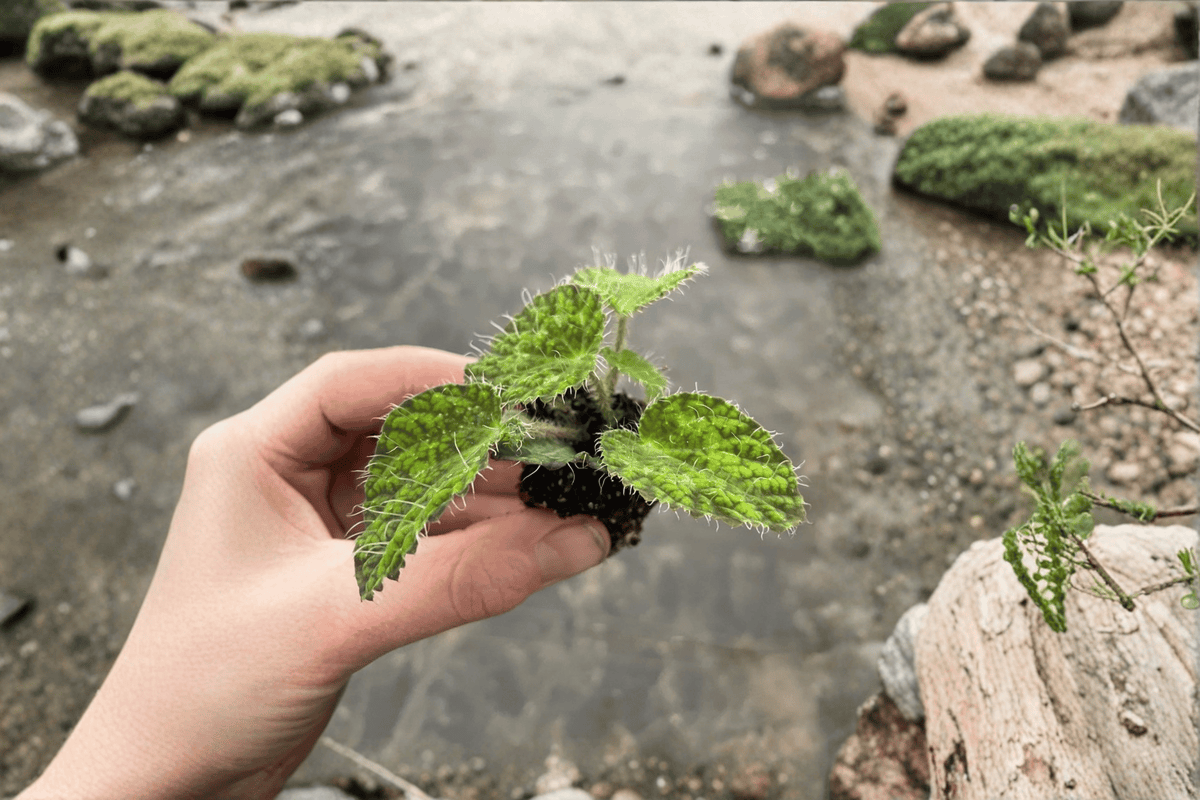 Begonia sizemoreae 'Longiciliata' Starter Plants — 2 Live Bare-Root Begonia