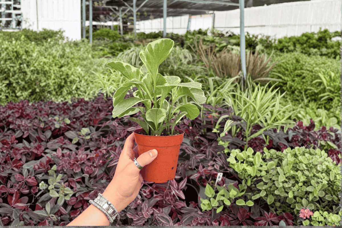 Variegated Peperomia Obtusifolia (2 Live Plants) 4-Inch Pots | Variegata