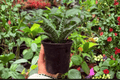 Sansevieria Hybrida Tiger - 2 Live Plants (Exact Specimens) in 4" Pot – Bare Root or Potted Pending Confirmation