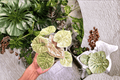Alocasia Golden Bone Pink Mint Tissue Culture Starter Plants – Bare Root (2 Live Plants)