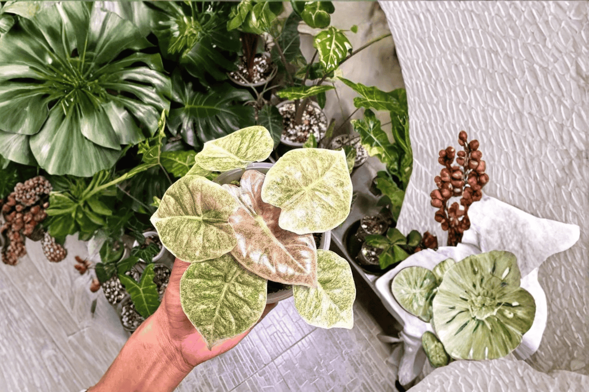 Alocasia Golden Bone Pink Mint Tissue Culture Starter Plants – Bare Root (2 Live Plants)