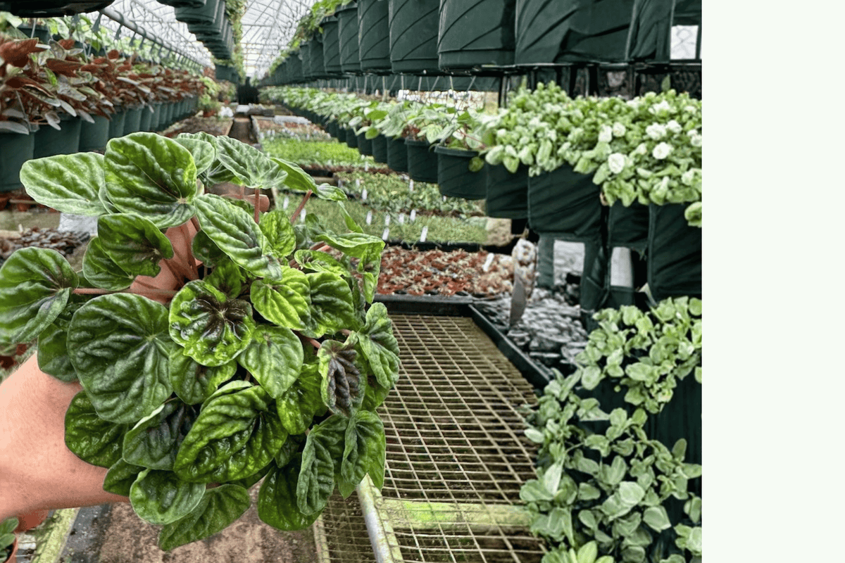 Peperomia Green Ripple - 2 Live Plants in 4-Inch Pots (Peperomia caperata)
