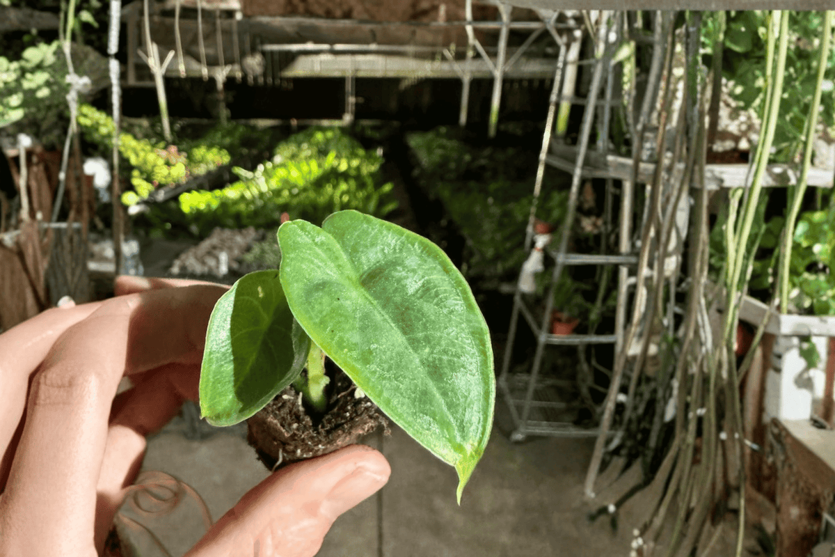 Alocasia puncak borneensis Starter Plants – Bare Root (2-Pack)