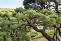 Ondai Japanese Black Pine Live Plant – Pinus thunbergii, 18" tall, 1 Gallon Pot