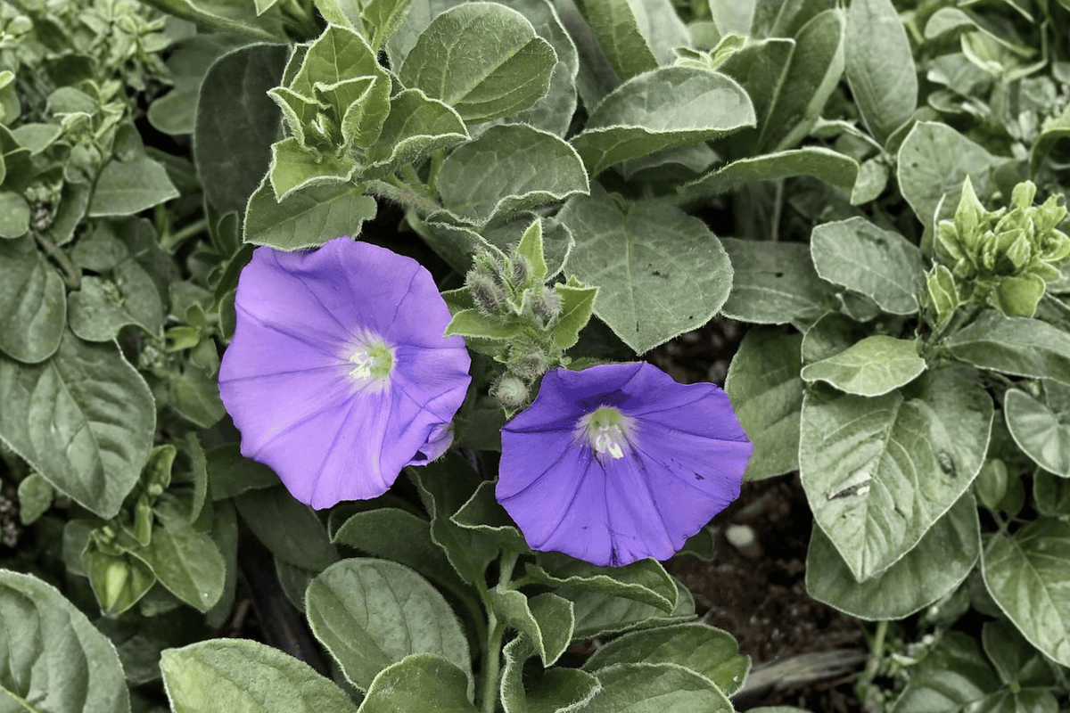 Ground Morning Glory (Convolvulus sabatius) - 4-Inch Live Plant