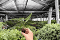 Alocasia Sabrina Narrow Starter Plants (2) | Live 2-Inch Pots