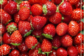 Delizz Strawberry Seeds - 200 Seeds for Indoor/Outdoor Container Gardening