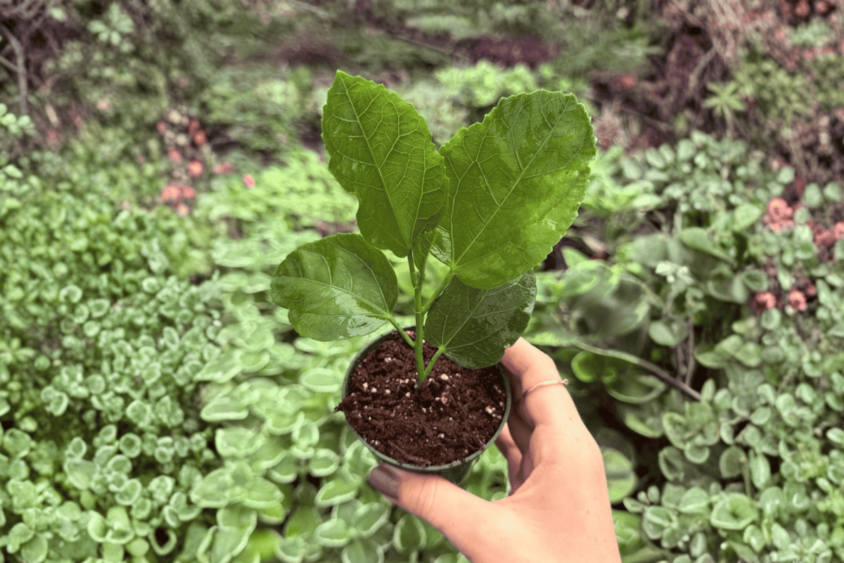 Foxy Lady Hibiscus 2 Live Starter Plants – Hibiscus rosa-sinensis