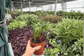 Anthurium Hoffmannii × Green Mamba Hybrid - 2 Live Plants in 4-Inch Pots