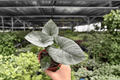 Alocasia Reginae Live Plant - 2 Exact Plants in 4-Inch Pots