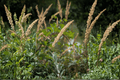 The King Pacific Reed Grass Calamagrostis nutkaensis ‘The King’ – 1 Gallon Live Plant