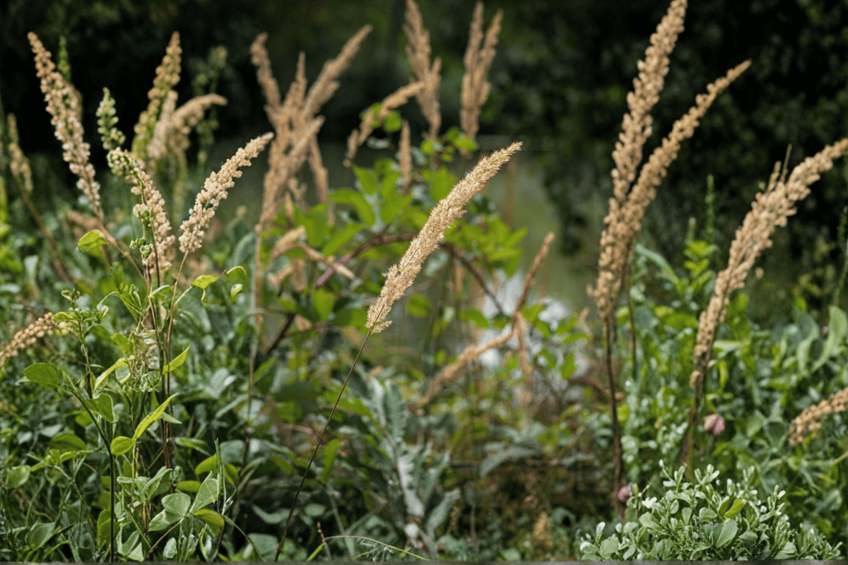 The King Pacific Reed Grass Calamagrostis nutkaensis ‘The King’ – 1 Gallon Live Plant