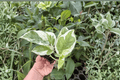 Pothos N'Joy Starter Plants (2) - Bare Root Epipremnum aureum