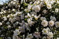 White Gumpo Dwarf Azalea Starter Plant | Rhododendron 'White Gumpo' (Starter Plant)