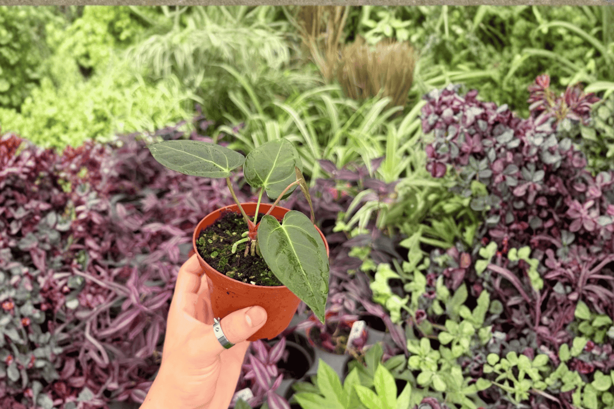 Anthurium Ace of Spades x Darkest Panama Seed-Grown Live Plants — 2, 4-Inch Pots