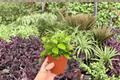 Hoya Chouke Live Plant Pair – 2 Plants, 4” Pot (Inconsistent Pot Info)