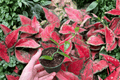 Vanilla Planifolia Starter Plants - 2” Pot, 2-Pack (Fully Established Roots)