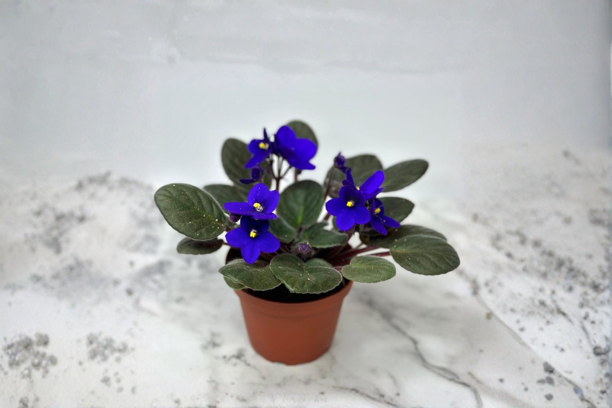 African Violet Starter Plant Indoor Blooming Houseplant