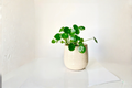 Pilea Peperomioides Chinese Money Plant Live Houseplant