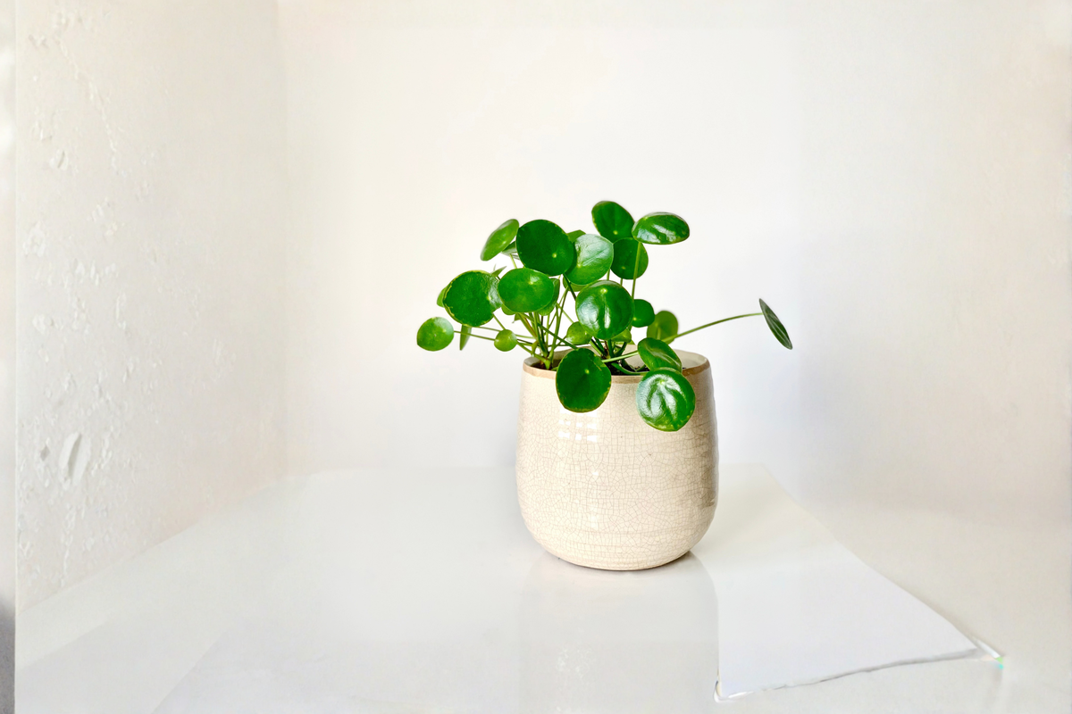 Pilea Peperomioides Chinese Money Plant Live Houseplant