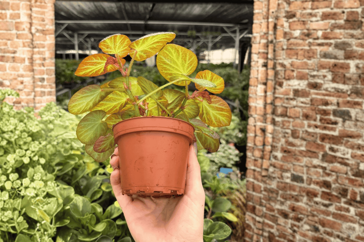 Begonia Manaus 2 Live Plants in 4-Inch Pots | Begonia ‘Manaus’