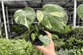 Monstera Thai Constellation 2-Plant Kit (4-inch Pots) – Live Plants