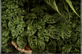 Monstera adansonii Live Plant – 46-Inch Vine, 2.5-Inch Pot