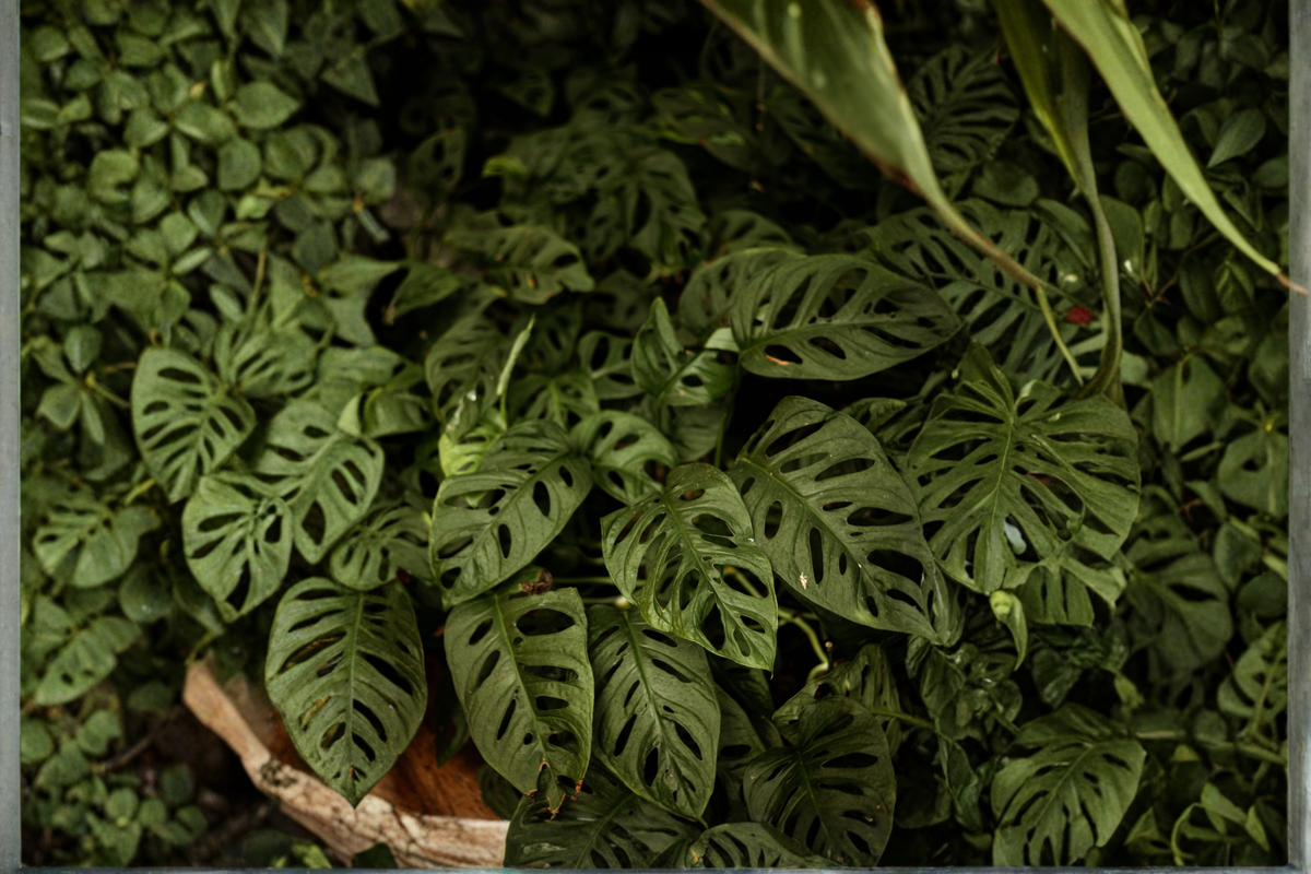 Monstera adansonii Live Plant – 46-Inch Vine, 2.5-Inch Pot