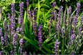 Super Blue Liriope Muscari - 10 Live Plants