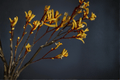 Yellow Gem Kangaroo Paw Anigozanthos 'Yellow Gem' - 1 gal Live Plant