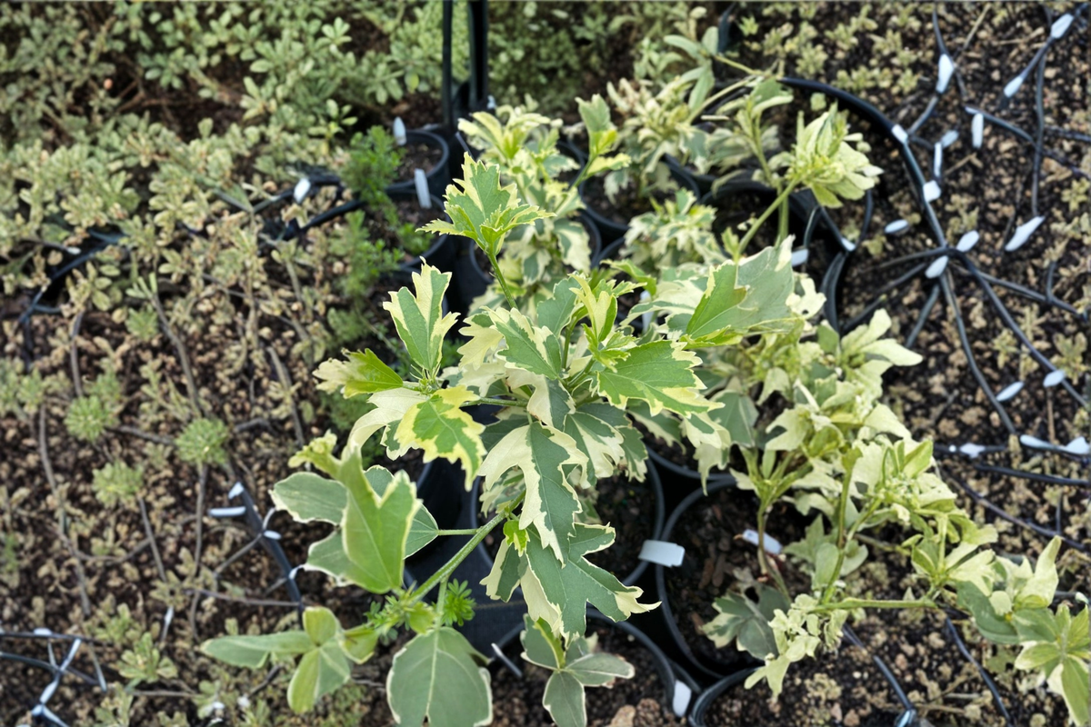 Hillis Variegated Rose of Sharon Hibiscus syriacus - 1 Gallon Live Plant